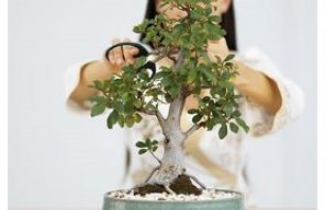 //www.cursoslivresead.com.br/bonsai-281/p