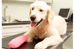 //www.cursoslivresead.com.br/ortopedia-veterinaria-301/p