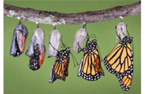 //www.cursoslivresead.com.br/entomologia-443/p