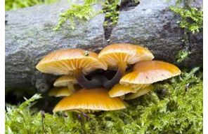//www.cursoslivresead.com.br/fungos--morfologia-classificacao-e-diversidade-580/p