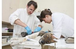 //www.cursoslivresead.com.br/clinica-cirurgica-em-pequenos-animais-790/p