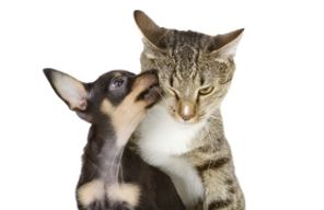 //www.cursoslivresead.com.br/patologia-veterinaria-especial-de-caes-e-gatos-822/p