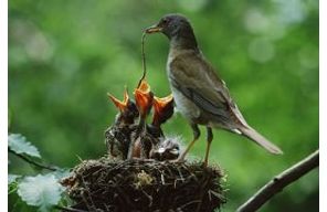 //www.cursoslivresead.com.br/observacao-de-aves---birdwatching-1037/p