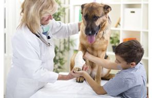 //www.cursoslivresead.com.br/fisioterapia-veterinaria-1135/p