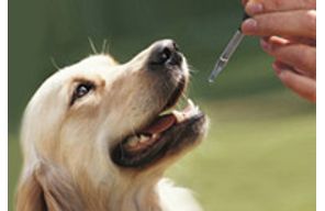 //www.cursoslivresead.com.br/homeopatia-veterinaria-1199/p